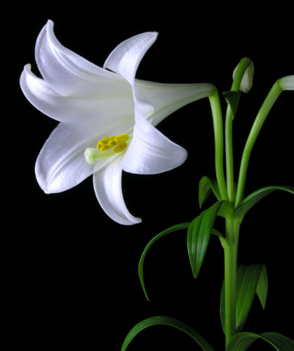 لیلیوم لانگیفلوروم